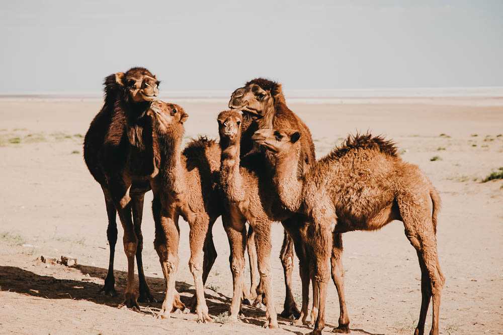 camels maranjab desert