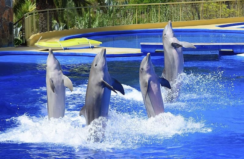 Time to visit Dolphin Park