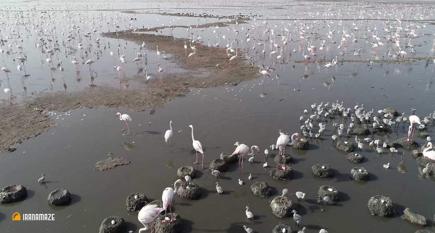 Shadegan Wetlands