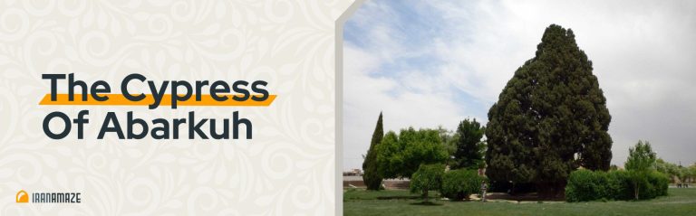 The Cypress of Abarkuh